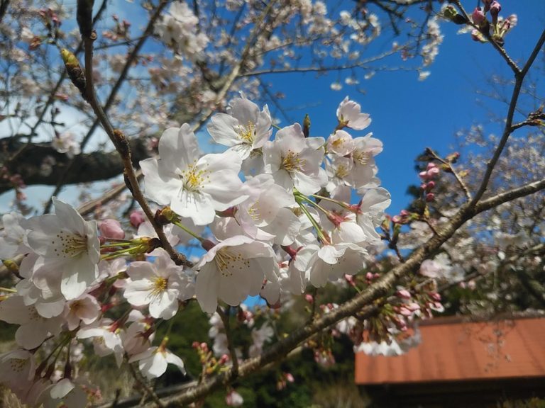 桜、満開になりました！